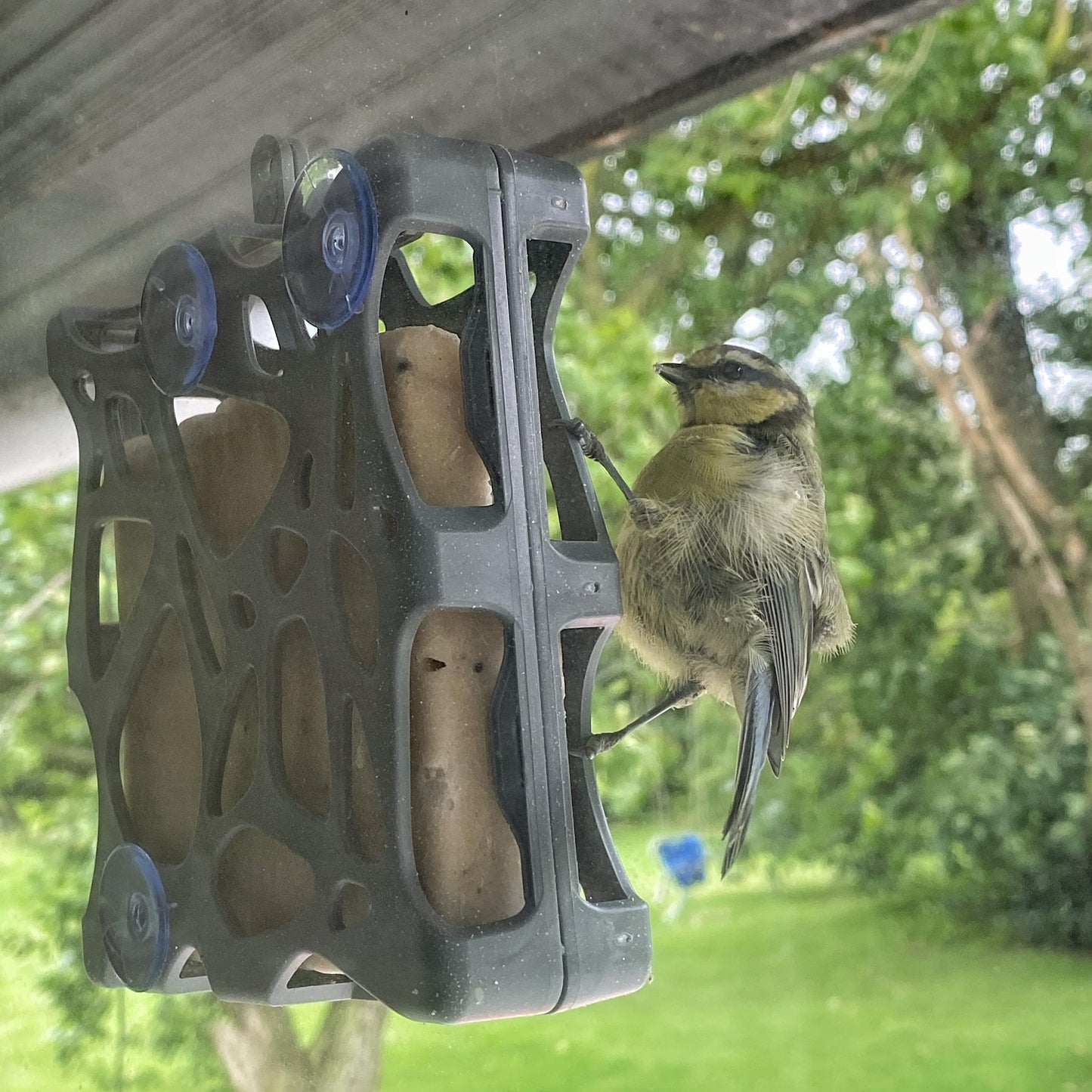 Meisenknödel mit getrockneten Mehlwürmern