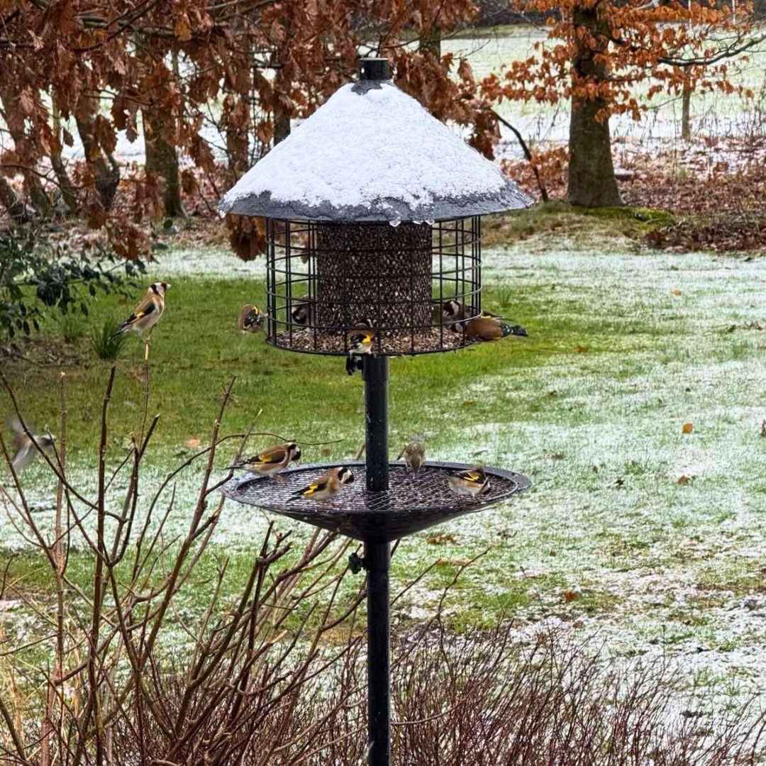 Råttsäker fågelmatare