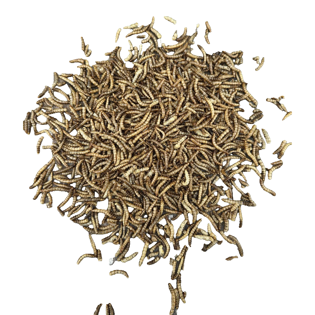 Sortenaeb getrocknete Mehlwürmer – 0,5 kg